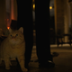 Mews the cat (Screenshot: Stranger Things)